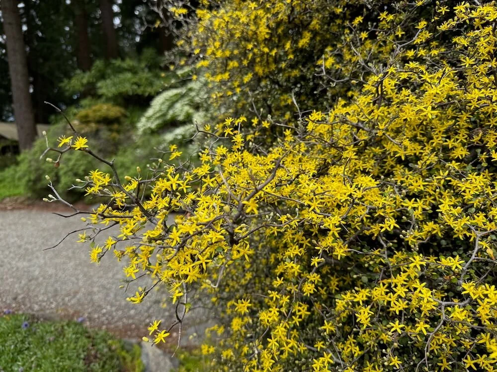 Corokia cotoneaster | Wire-Netting Bush