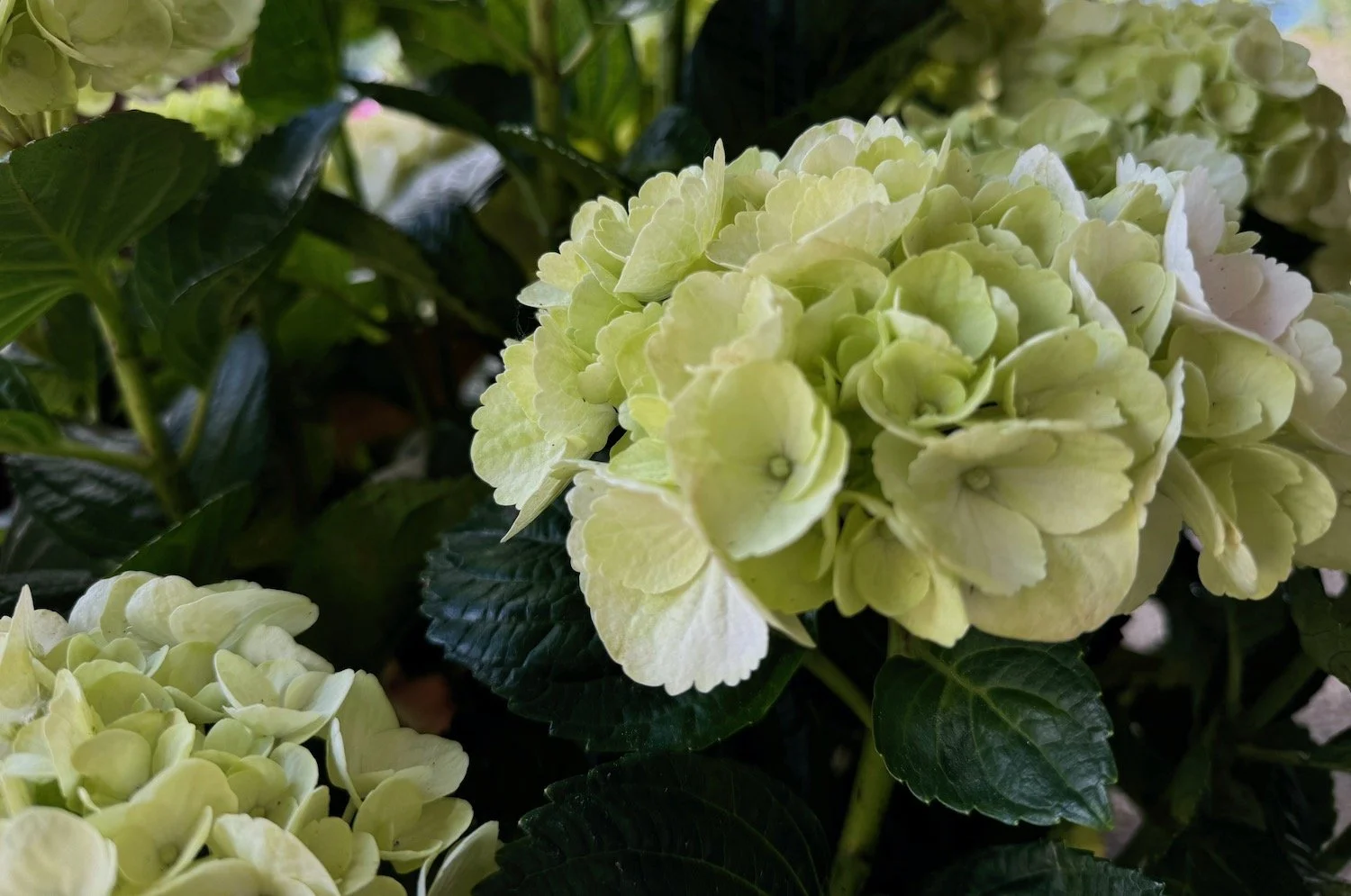 Gray Barn Nursery (Redmond) — Northwest Blooms