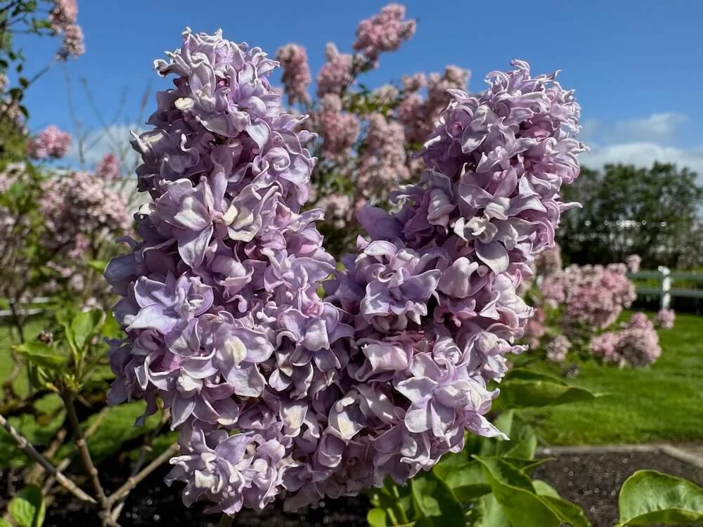 Syringa vulgaris 'Fred Wilke' 01.jpeg