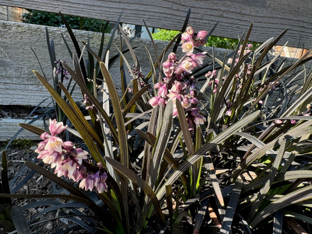 Ophiopogon planiscapus 'Nigrescens' 04.jpeg