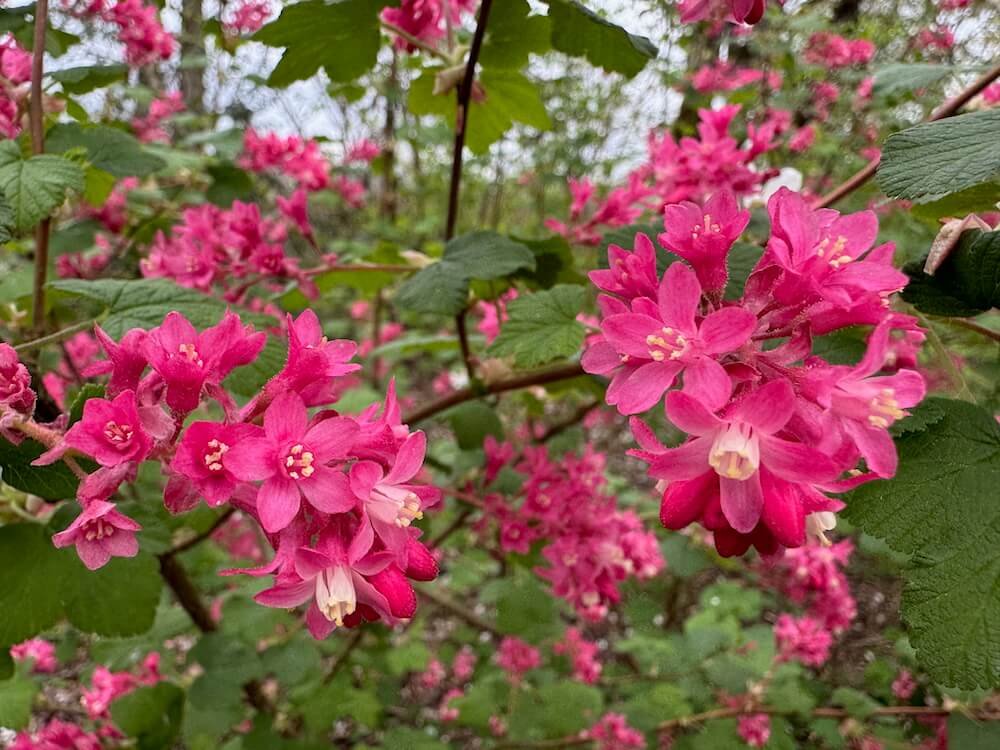 Ribes sanguineum 01.jpeg