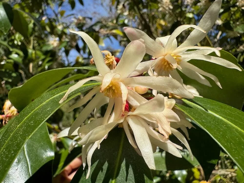 Illicium anisatum 02.jpeg