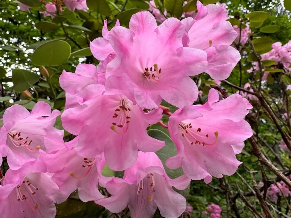 Rhododendron orbiculare 02.jpeg