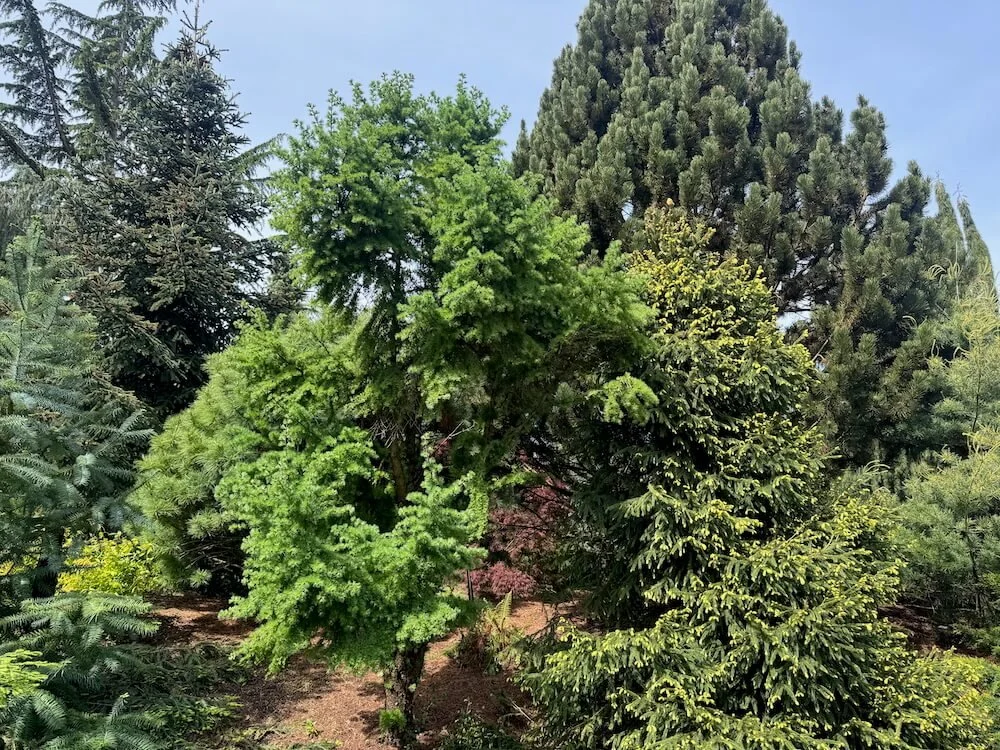 Larix kaempferi 'Wolterdingen' 03.jpeg