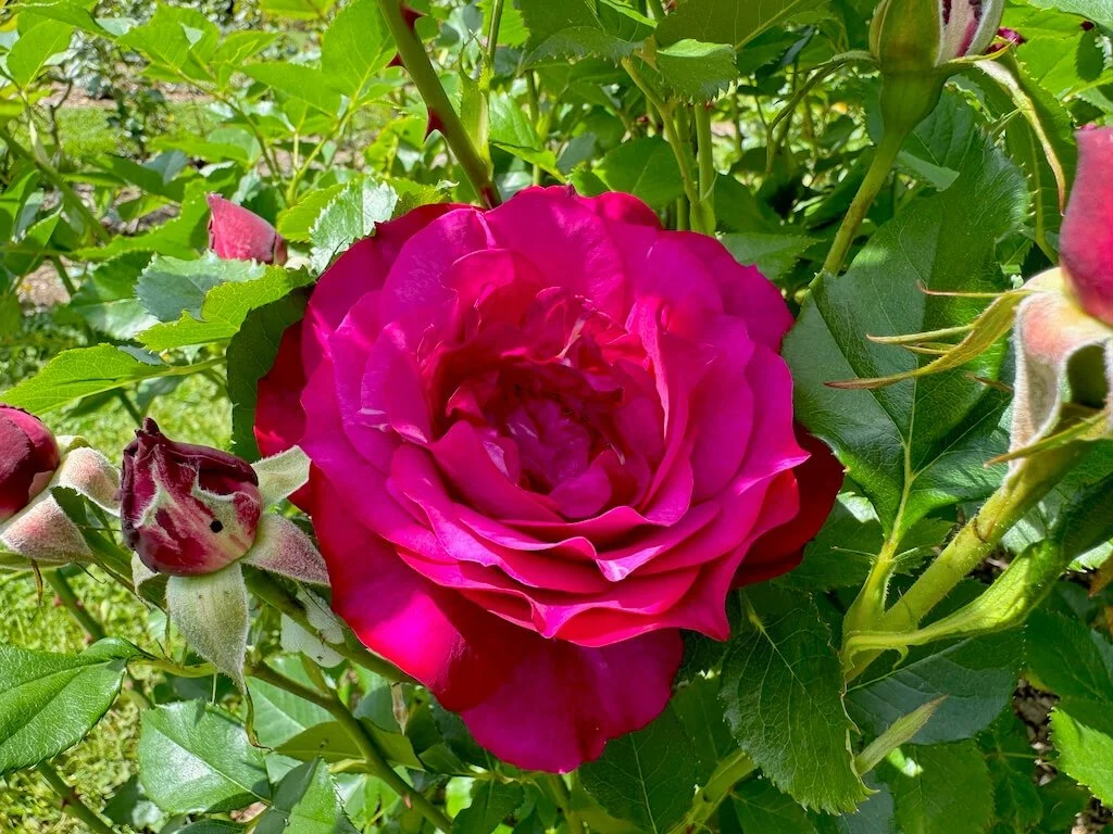 Rosa 'Wekisoblip' 01.jpeg