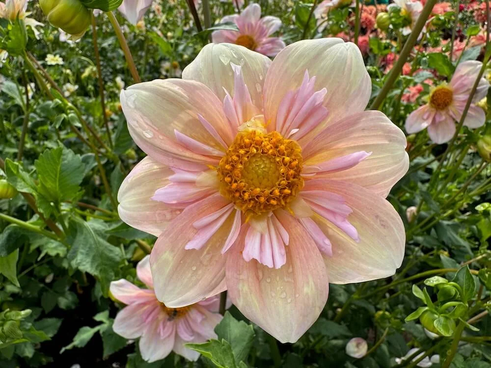 Dahlia 'Appleblossom' 04.jpeg