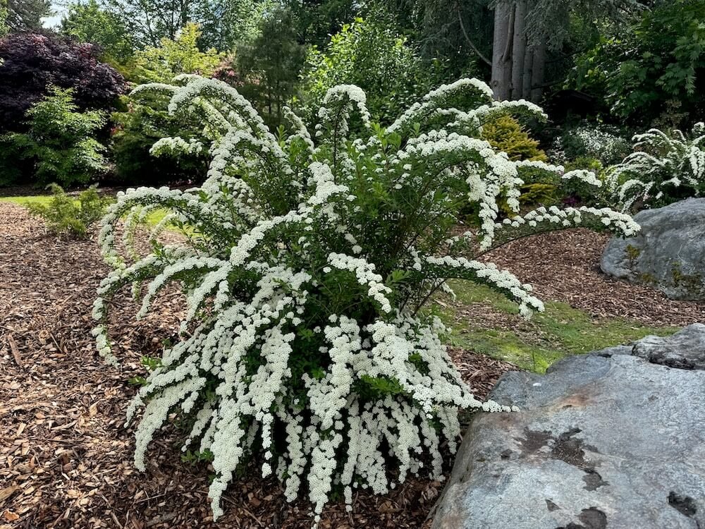 Spiraea nipponica 02.jpeg