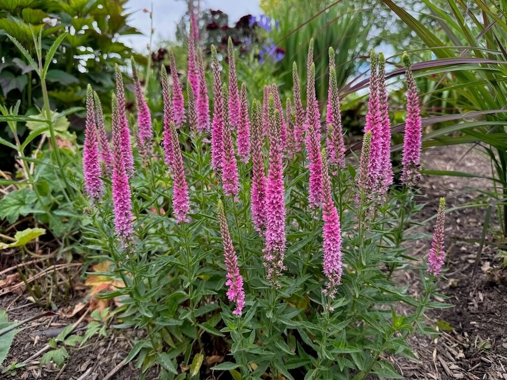 Veronica longifolia 'Perfectly Picasso' 01.jpeg