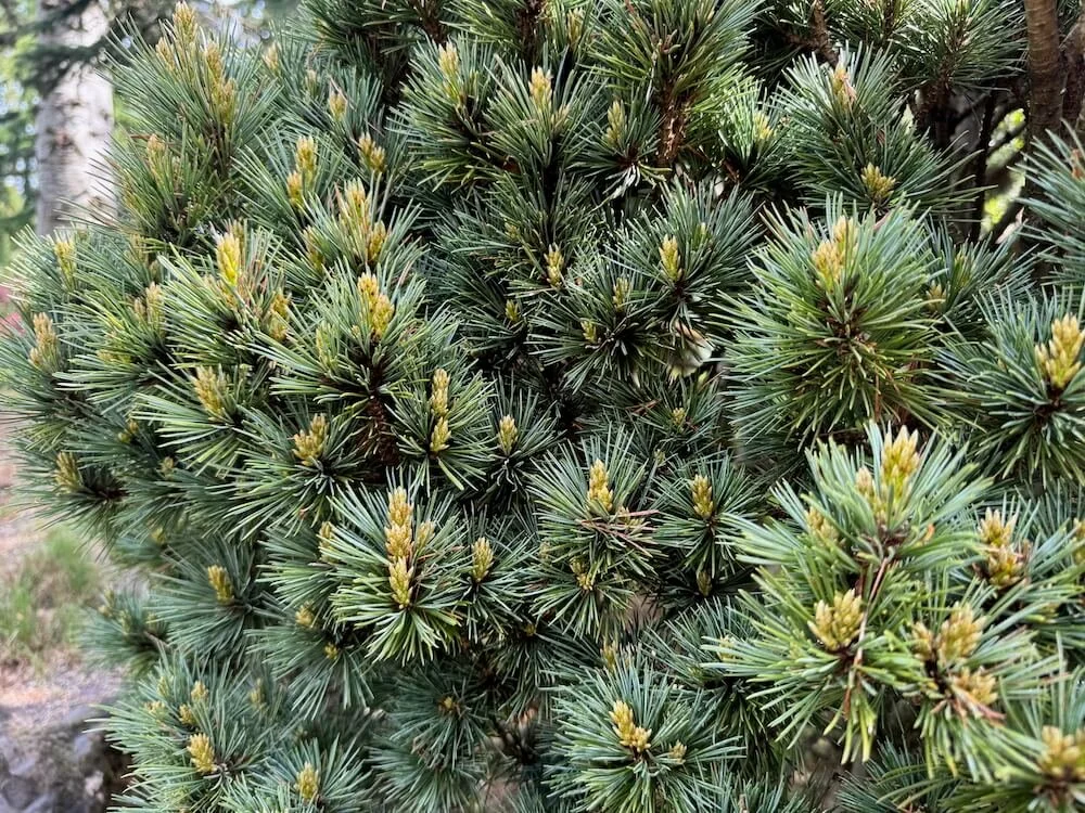 Pinus monticola 'Nana' 01.jpeg
