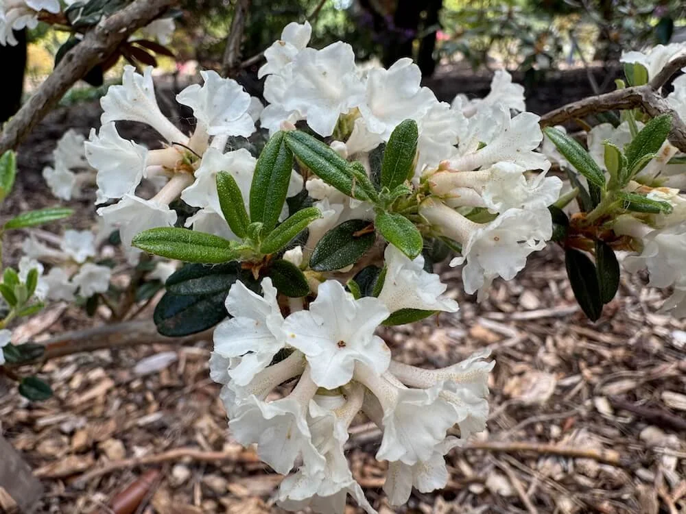 Rhododendron 'Liz Ann' 02.jpeg