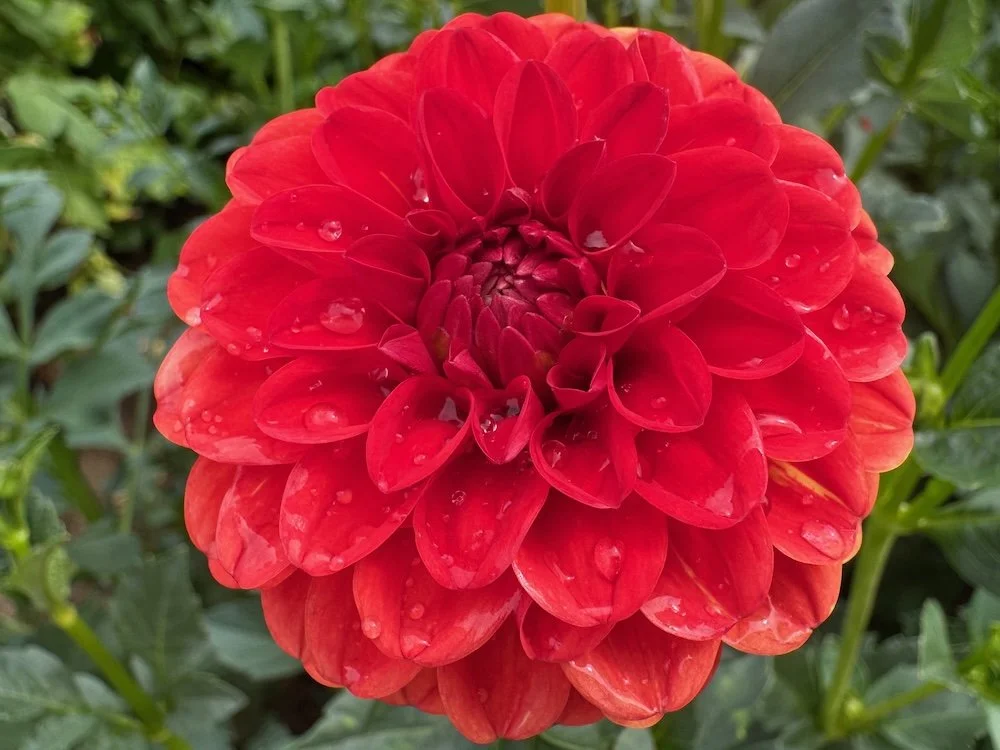 Dahlia 'Lollipop' 01.jpeg
