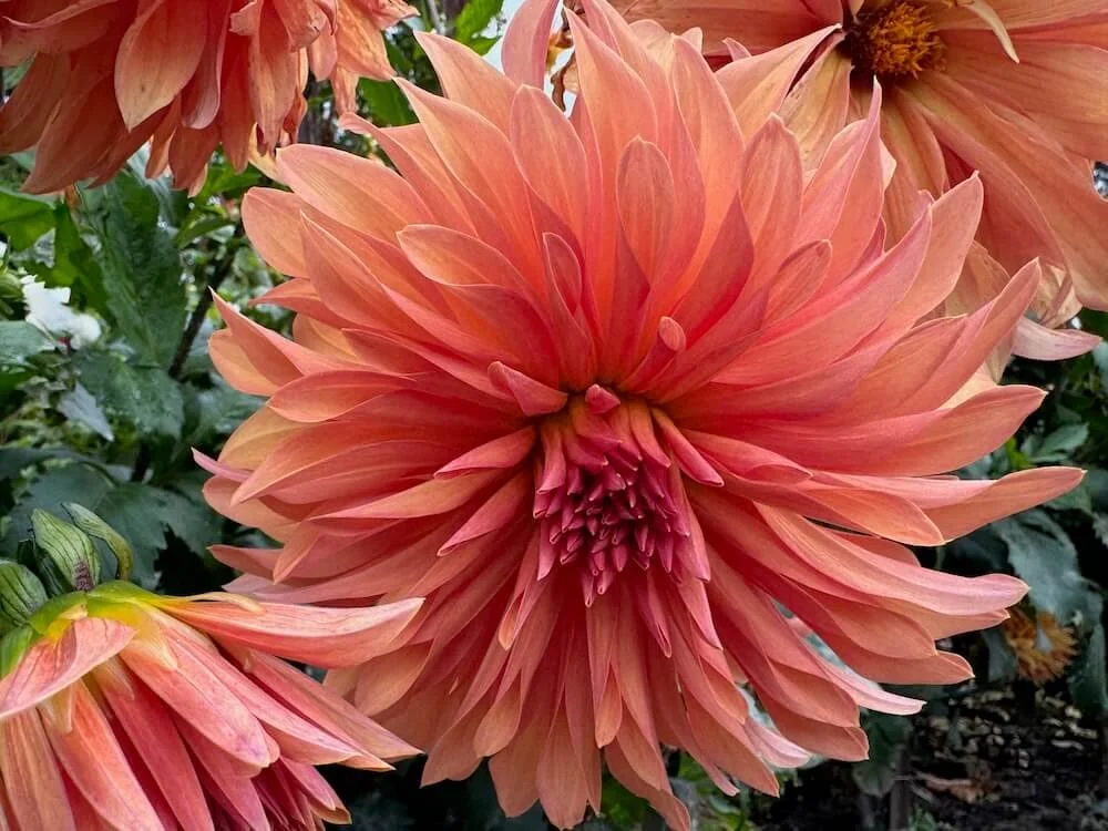 Dahlia 'Allen's Phoenix' 01.jpeg