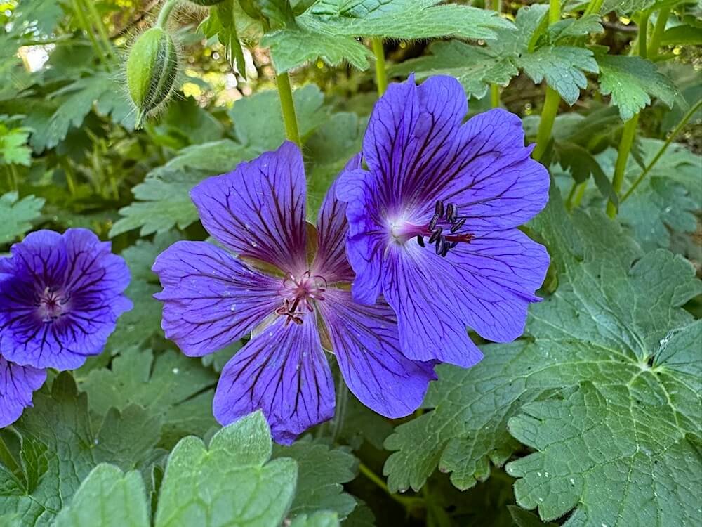 Geranium x magnificum 'Blue Blood' 04.jpeg