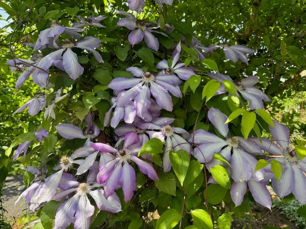 Clematis 'Serafina' 02.jpeg
