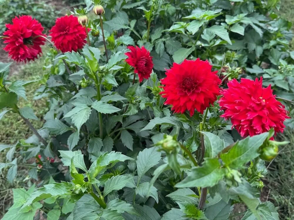 Dahlia 'Skywalker' 03.jpeg
