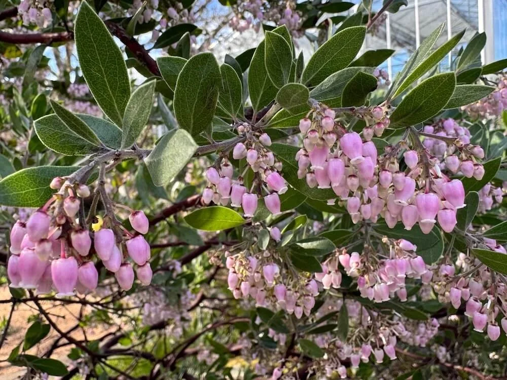Arctostaphylos densiflorus 'Sentinel' | Sentinel Manzanita