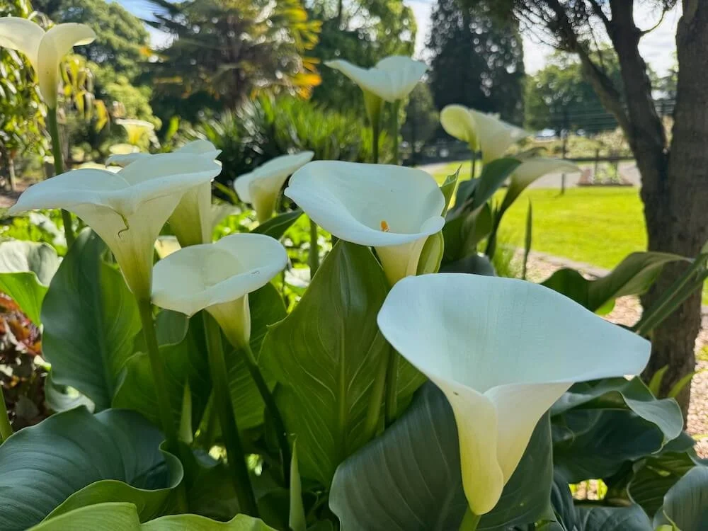 Zantedeschia aethiopica 04.jpeg