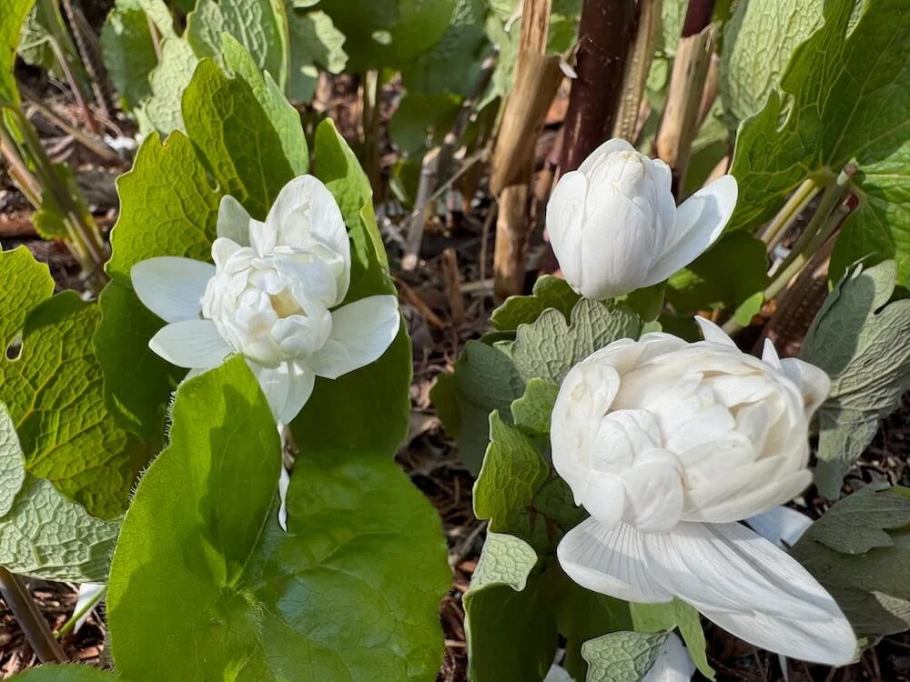 Sanguinaria canadensis 'Multiplex' | Double Bloodroot