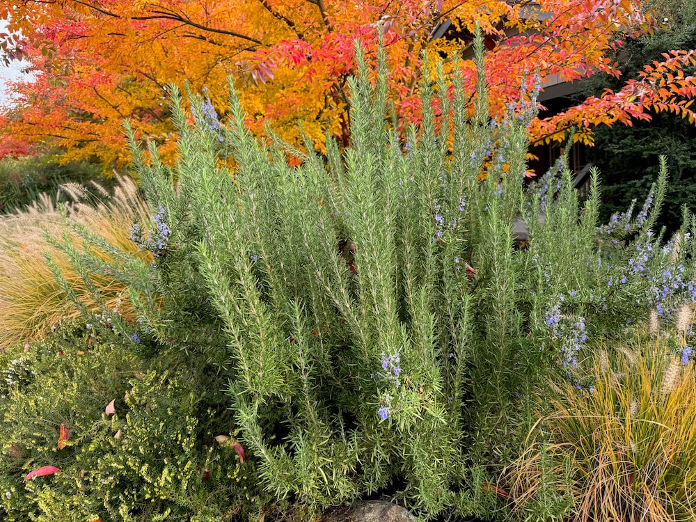Rosmarinus officinalis | Rosemary