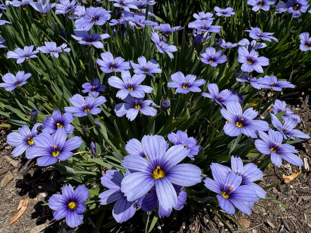 Sisyrinchium angustifolium 'Devon Skies' 02.jpeg