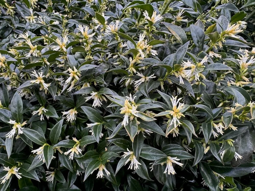 Sarcococca confusa 02.jpeg