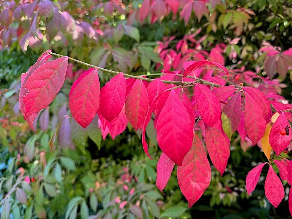 Euonymus alatus | Burning Bush