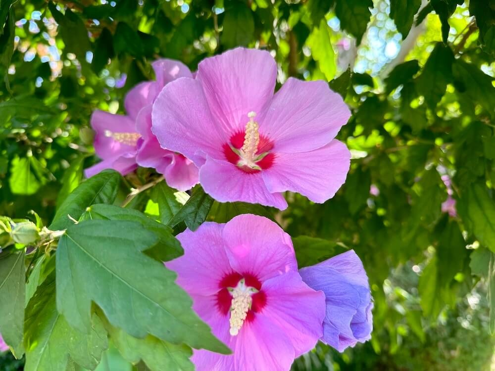 Hibiscus syriacus x paramutabilis 'Rose Moon' 01.jpeg