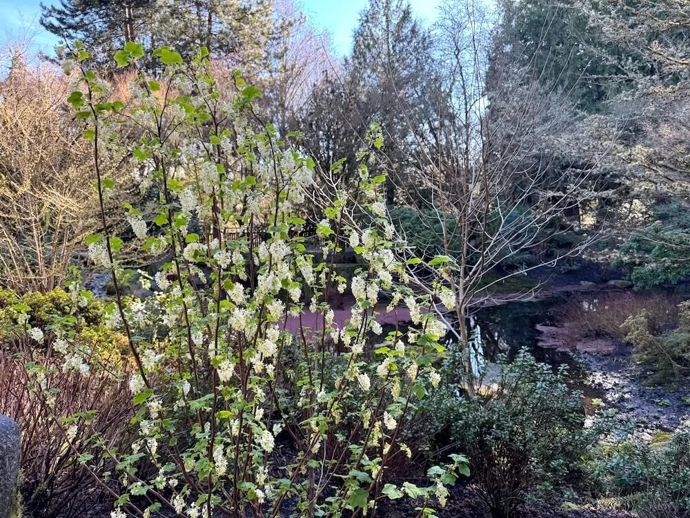 Ribes sanguineum 'Henry Henneman' 03.jpeg