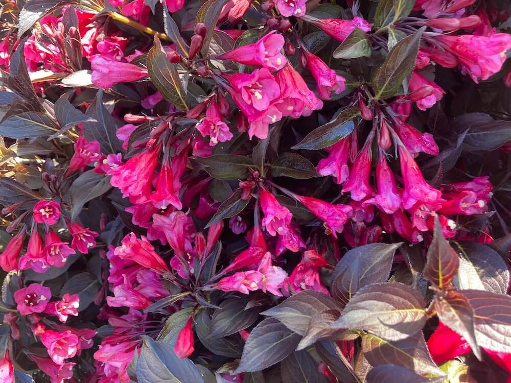 Weigela florida 'Alexandra' 07.jpeg
