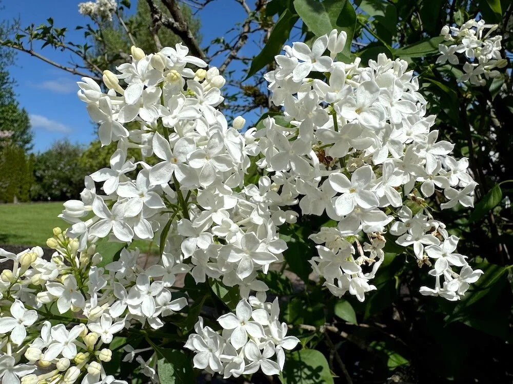 Syringa × hyacinthiflora 'Mount Baker' 01.jpeg