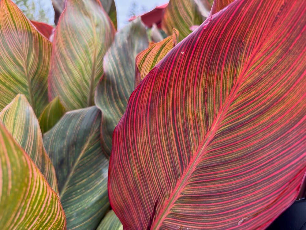 Canna indica 'Phasion' 02.jpeg
