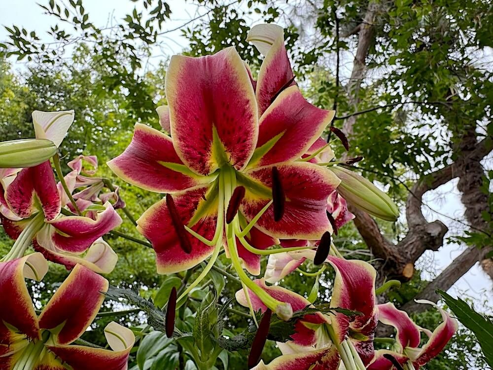 Lilium 'Scheherazade' 02.jpeg