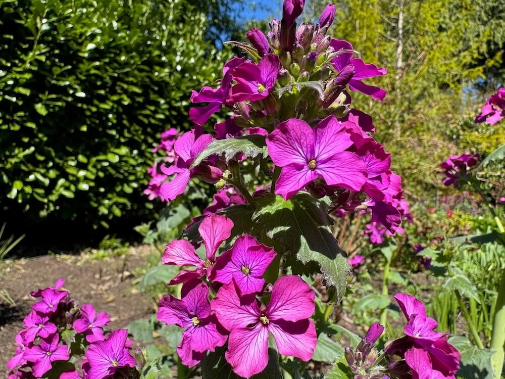 Lunaria annua 04.jpeg