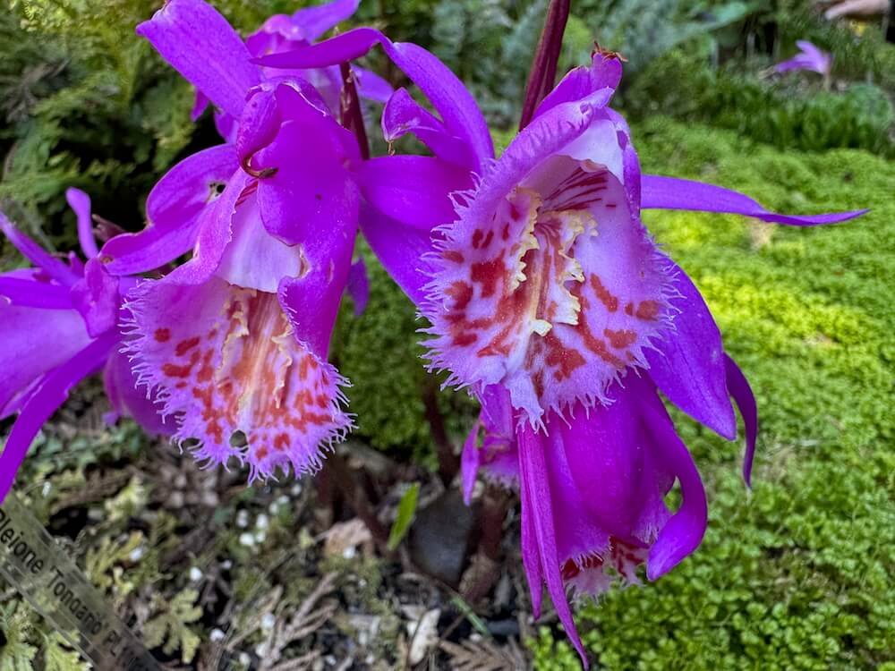 Pleione 'Tongariro' 02.jpeg