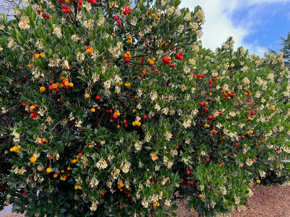Arbutus unedo 'Compacta' 06.jpeg