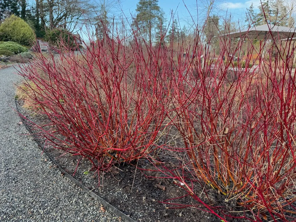 Cornus sericea 'Isanti' 02.jpeg