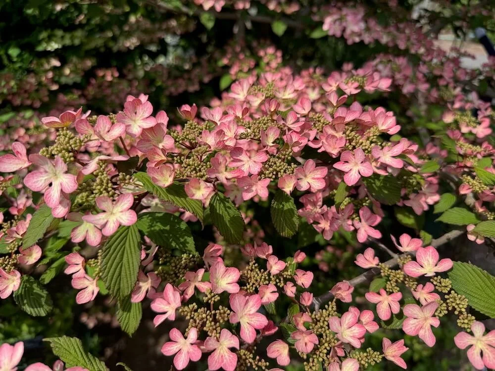 Viburnum plicatum f. tomentosum 'Molly Schroeder' | Molly Schroeder Doublefile Viburnum