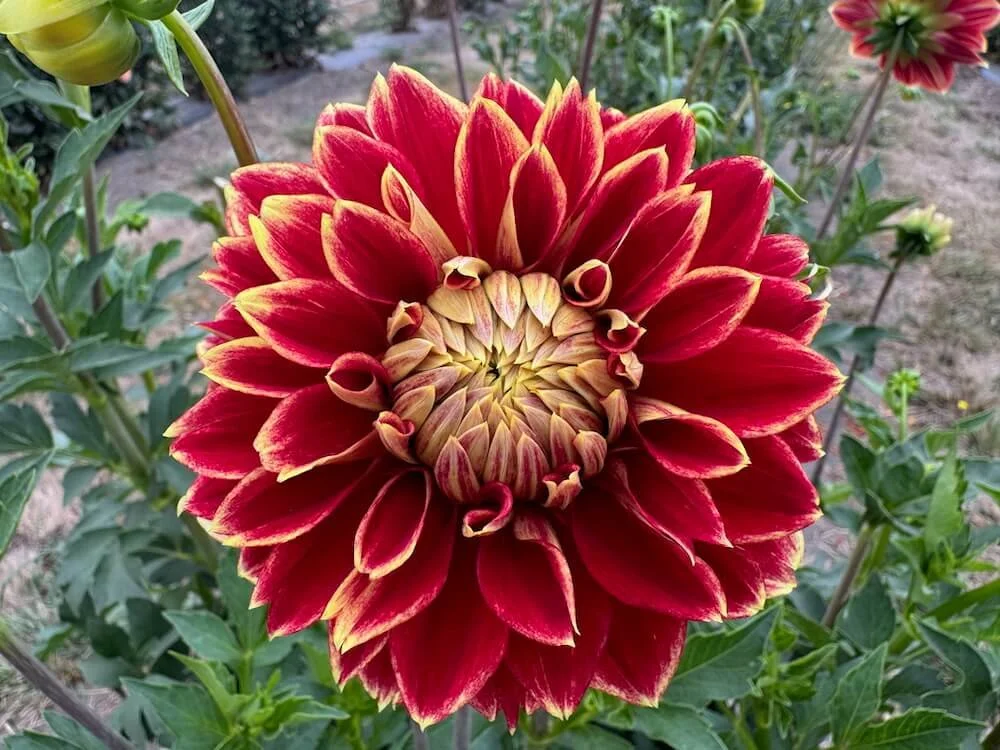 Dahlia 'Dutch Carnival' | Dutch Carnival Dahlia