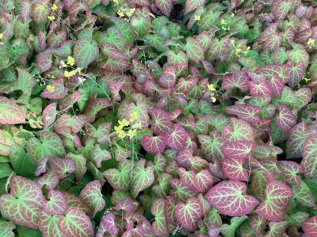 Epimedium x perralchicum 'Frohnleiten' 08.jpeg