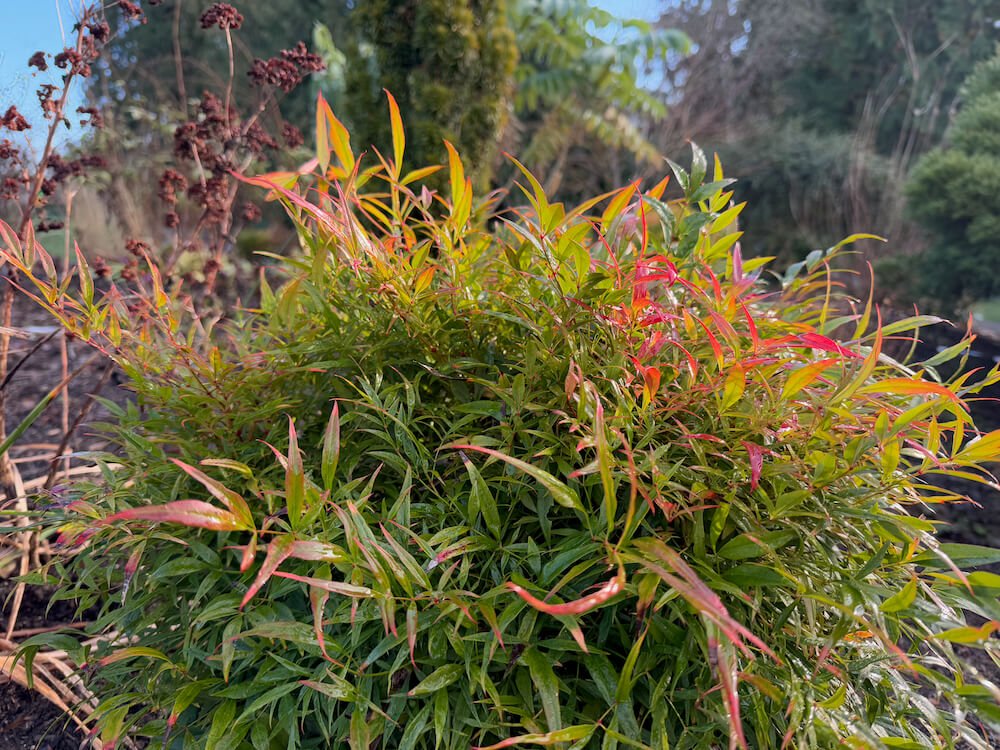 Nandina domestica 'Monfar' 02.jpeg