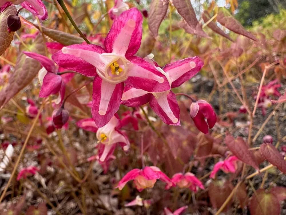 Epimedium x rubrum 01.jpeg