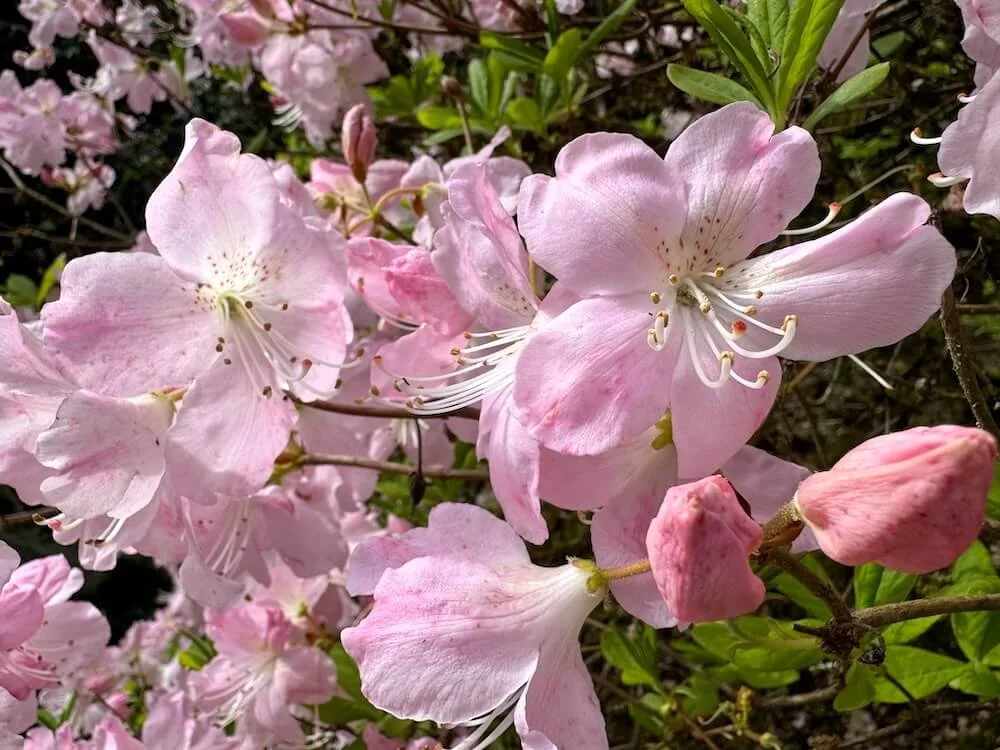 Rhododendron schlippenbachii 04.jpeg