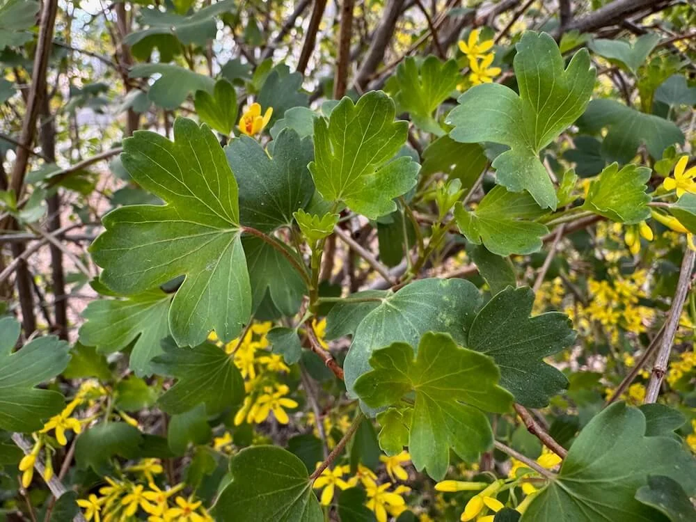 Ribes aureum 04.jpeg