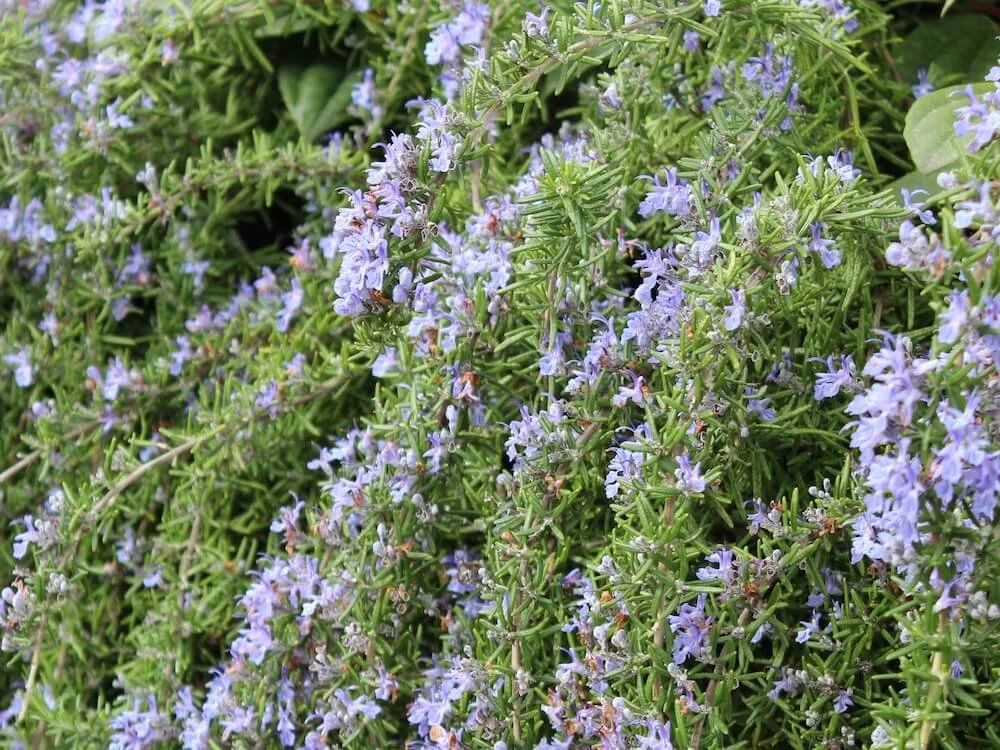 Rosmarinus officinalis 'Prostratus' 02.JPG