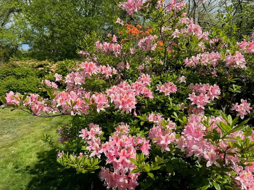 Rhododendron occidentale 'Irene Koster' 03.jpeg