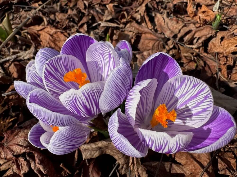 Crocus vernus 'Pickwick' 05.jpeg