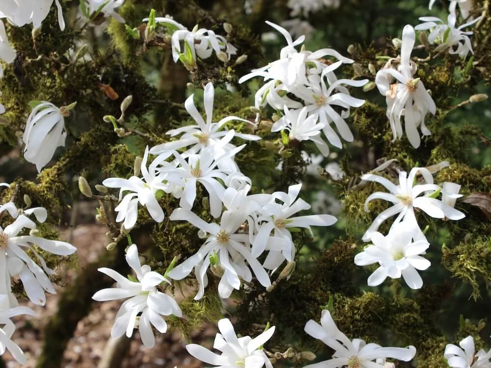 Magnolia stellata 02.JPG