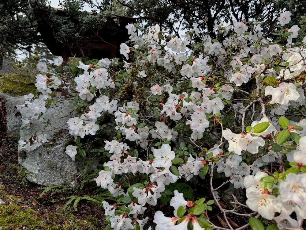 Rhododendron rigidum 03.jpeg