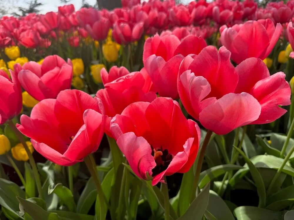 Tulipa 'Pink Impression' 04.jpeg