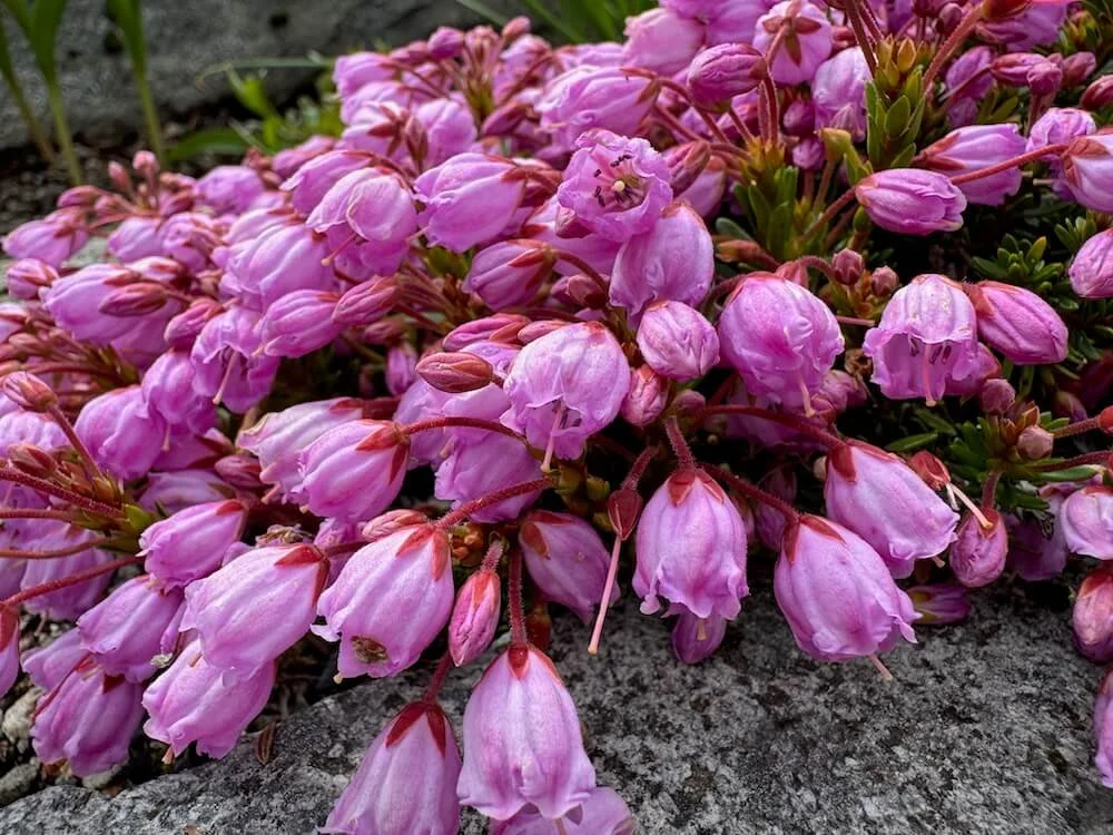 x Phylliopsis hillieri 'Sugar Plum' | Sugar Plum Hillier Phylliopsis